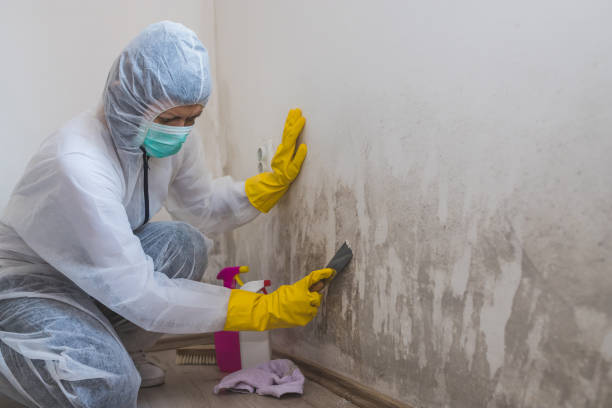 Best Post-Flood Mold Remediation in Houghton, MI