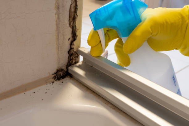 Best HVAC Mold Remediation in Houghton, MI