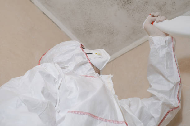 Best Industrial Mold Remediation in Houghton, MI