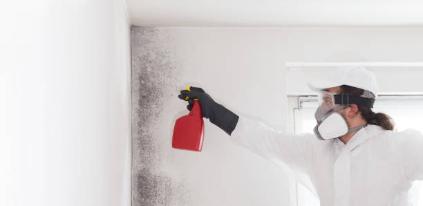 Trusted Houghton, MI Mold Remediation Experts