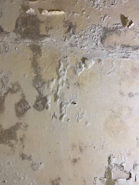 Best Localized Mold Remediation (e.g., coastal areas, humid climates) in Houghton, MI