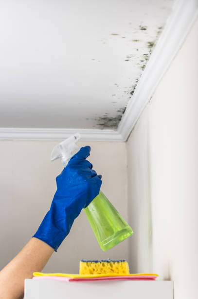 Best Black Mold Remediation in Houghton, MI